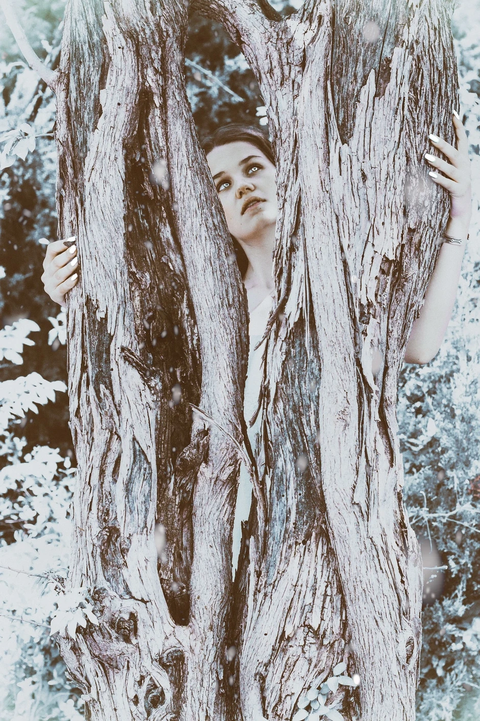 A face peering out from inside a split tree trunk, hands on the bark — Secret study
